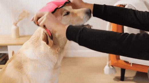 SanftOhr® - für Hunde Ohren